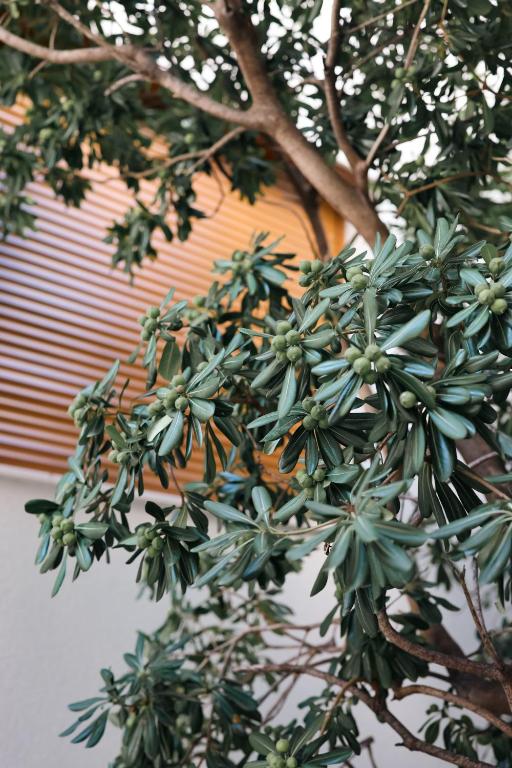 Uživajte u odmoru iz snova u Villi Katarina 4* na Makarskoj rivijeri, okruženi buđenjem prirode, mirisom mora i toplinom mediteranskog sunca!