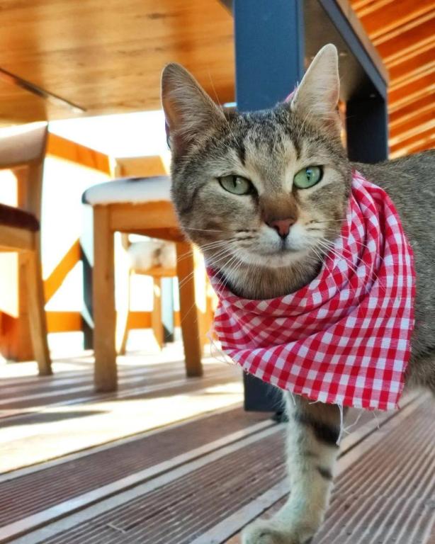 Doživite mir, tišinu i ljepotu netaknute prirode – Malak Farma nudi idealan bijeg od svakodnevnog stresa i gradske užurbanosti!