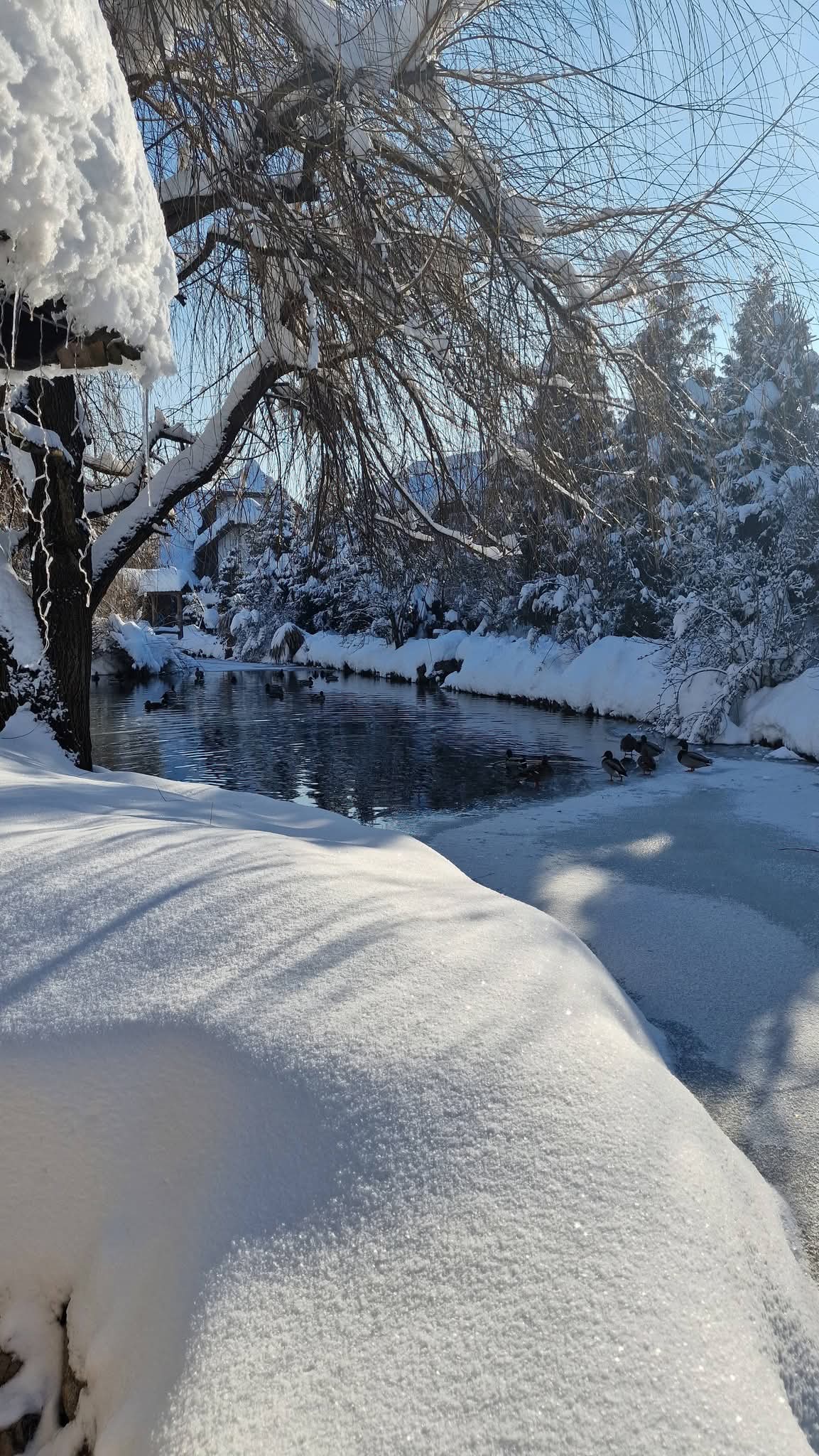 Doživite Turističko naselje Čardaci - mjesto gdje se priroda, mir i udobnost spajaju u nezaboravno iskustvo odmora!